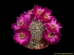 Sulcorebutia tarabucoensis ssp. hertusii KK2005 2040